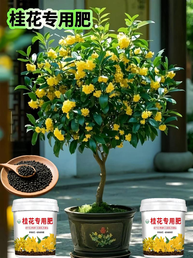 桂花喜欢什么肥料?家庭养护施肥指南 施肥:薄肥勤施,桂花才能叶绿花多
