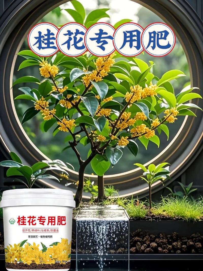 桂花喜欢什么肥料?家庭养护施肥指南 修剪:轻剪为主,重剪为辅