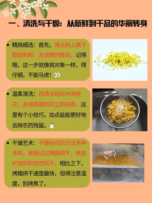 从庭院到餐桌:桂花蜜的全制作攻略(园艺篇) 一、选对品种,采收更轻松