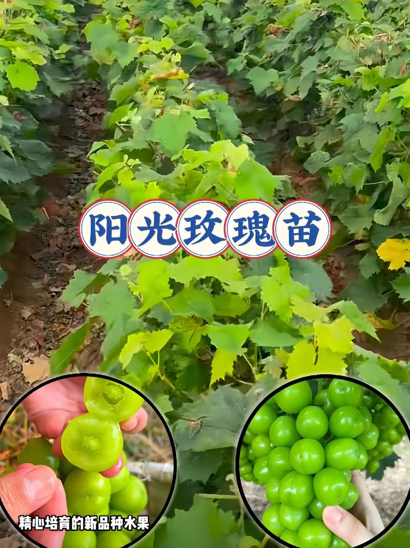 授粉配置：阳光玫瑰葡萄为两性花，自花结实率高，无需配置授粉树