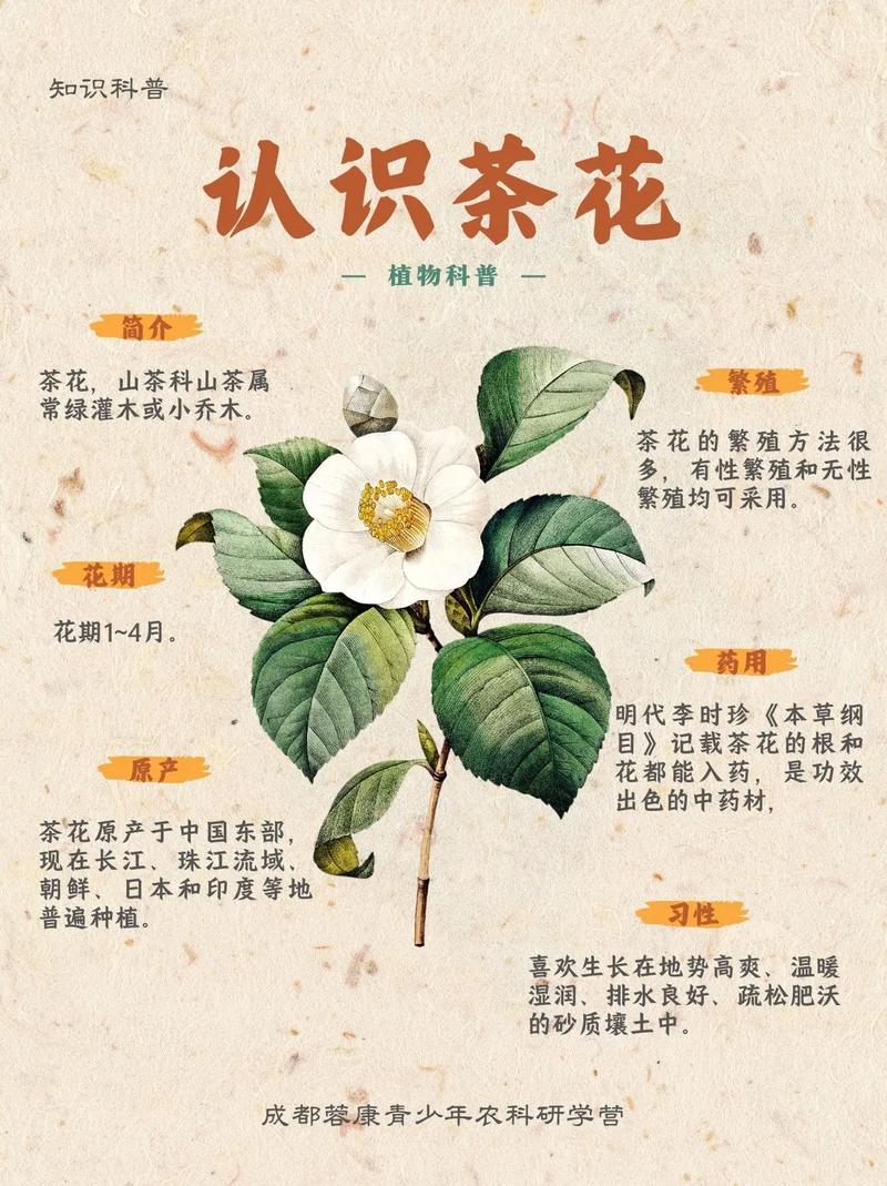 山茶花的种类有多少?从原种到园艺品种全面解析 常见养护误区与纠正