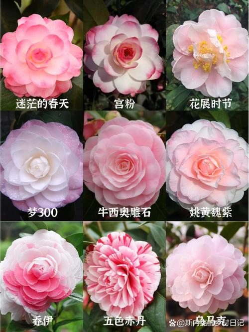 山茶花的种类有多少?从原种到园艺品种全面解析 核心总结与行动清单