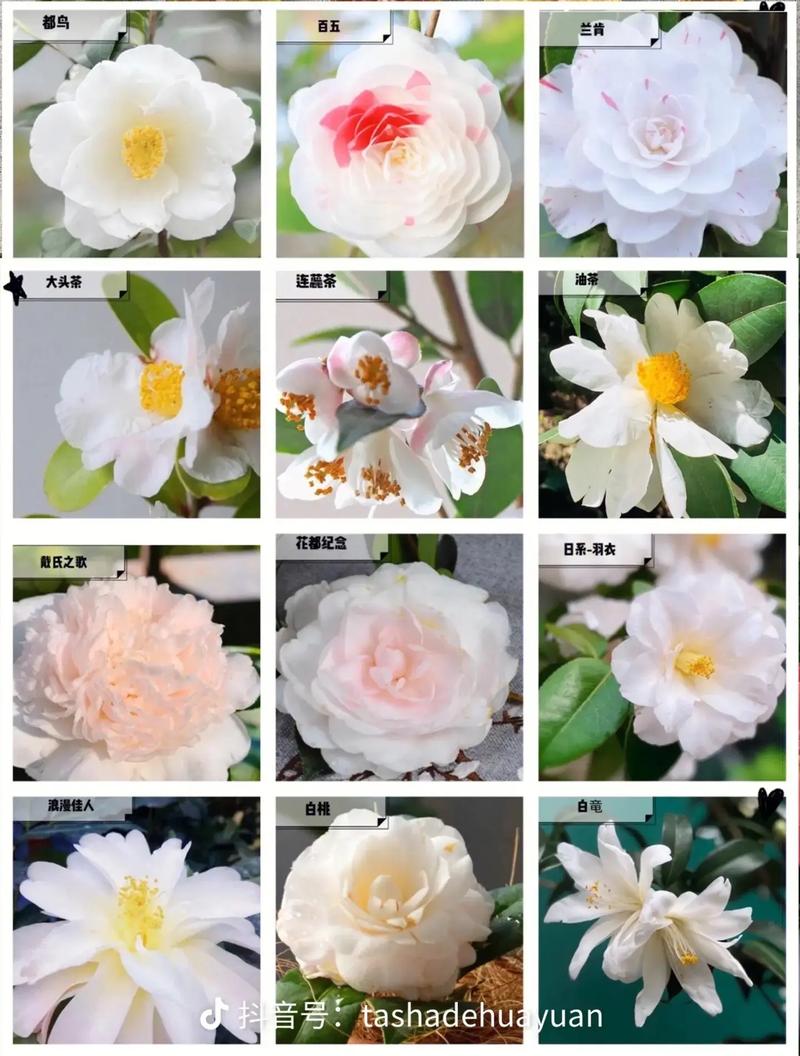 山茶花的种类有多少?从原种到园艺品种全面解析 FAQ