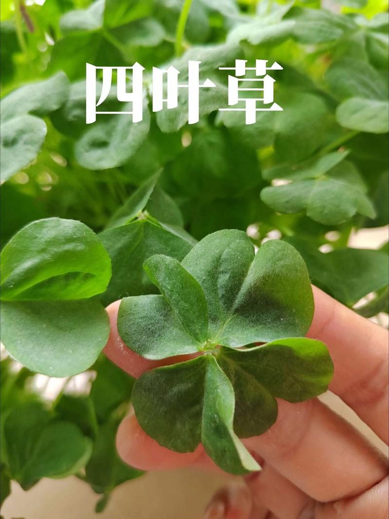 四叶草和三叶草的区别:外观、习性及种植指南 四叶草和三叶草的区别:外观、习性及种植指南
