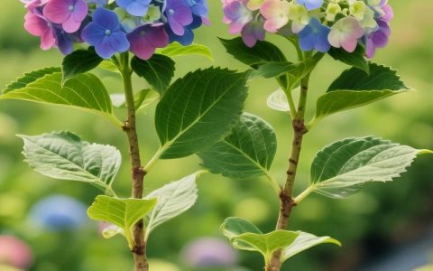 五彩绣球花怎么养？掌握这六点，轻松调出梦幻花色