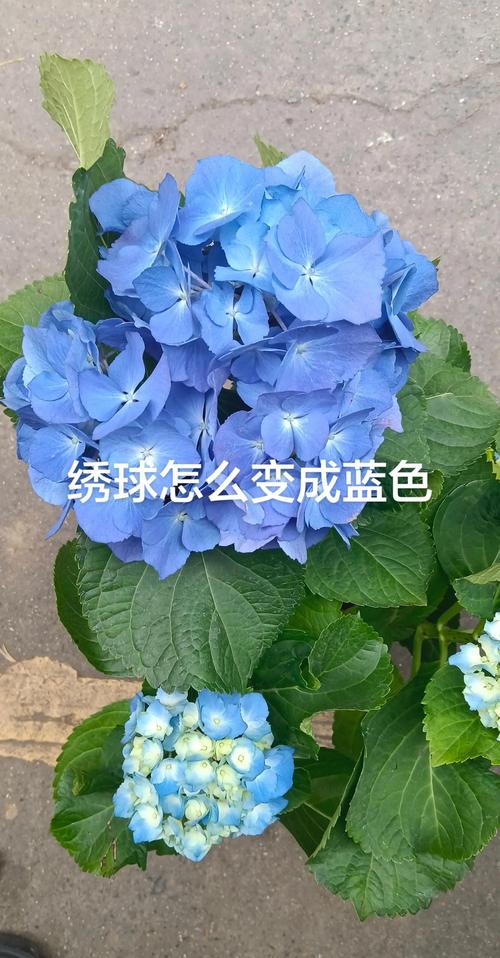 五彩绣球花怎么养?掌握这六点,轻松调出梦幻花色 施肥