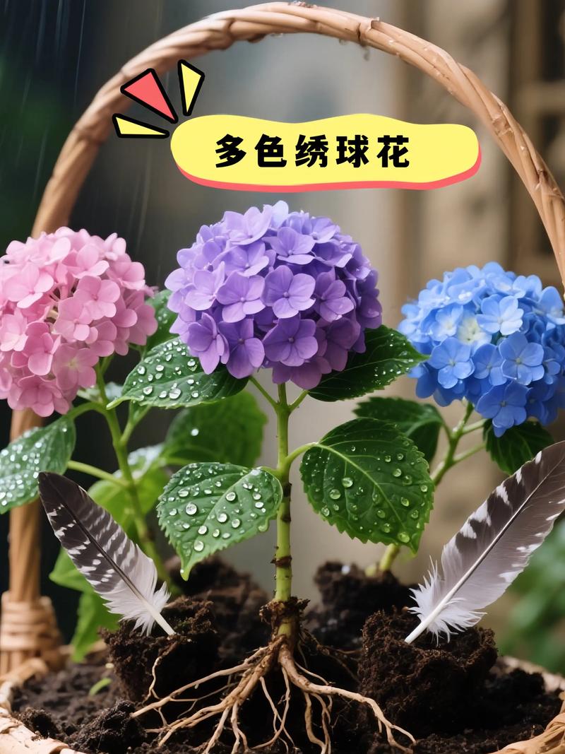 五彩绣球花怎么养?掌握这六点,轻松调出梦幻花色 修剪