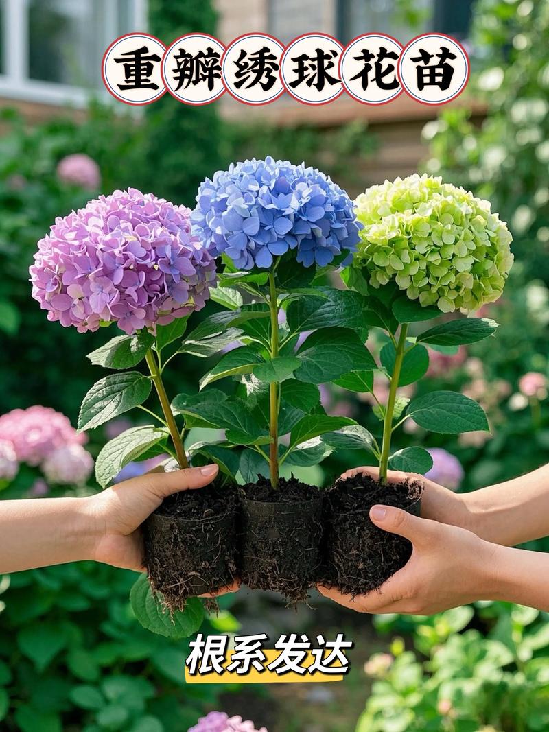 五彩绣球花怎么养?掌握这六点,轻松调出梦幻花色 越冬越夏