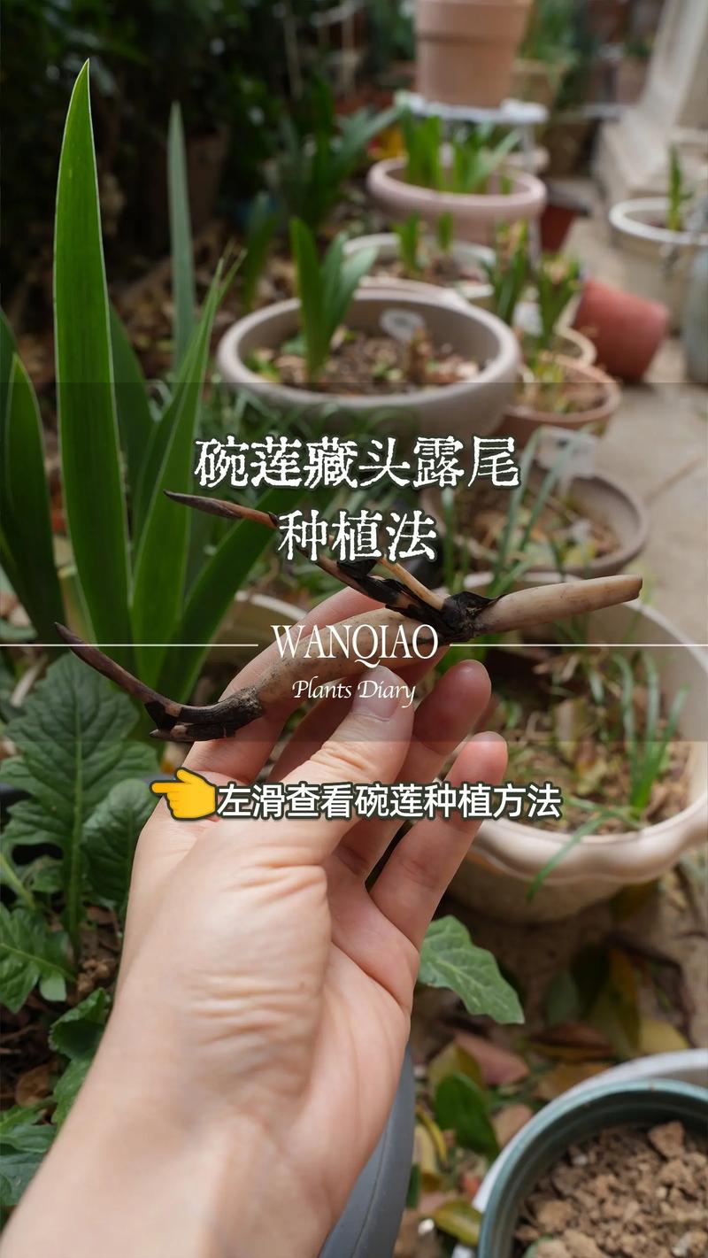 花盆如何种荷花?从选盆到越冬的完整盆栽荷花种植指南 三、种藕处理:选对种藕,修根消毒
