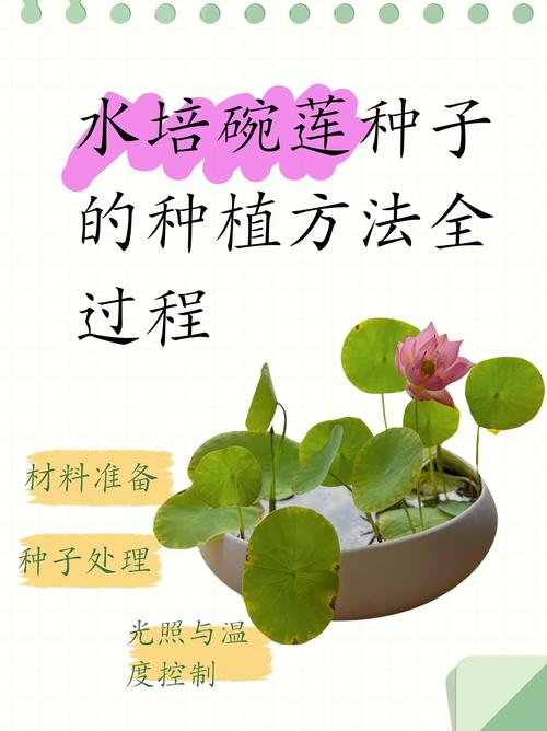 花盆如何种荷花?从选盆到越冬的完整盆栽荷花种植指南 七、成活注意事项:防烂根、防肥害、防冻害
