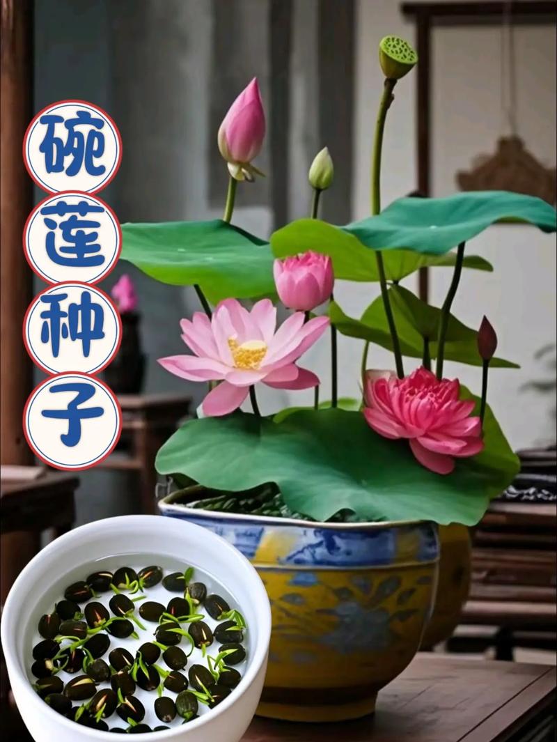 花盆如何种荷花?从选盆到越冬的完整盆栽荷花种植指南 四、栽植深度:浅栽是关键,根茎结合部与土面平齐