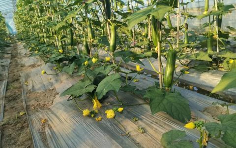 丝瓜种植方法与技术：从选种到搭架的全程实操指南