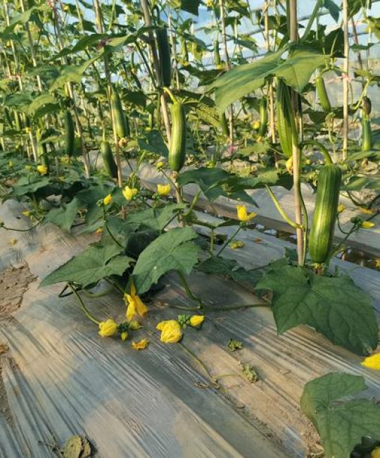 丝瓜种植方法与技术：从选种到搭架的全程实操指南