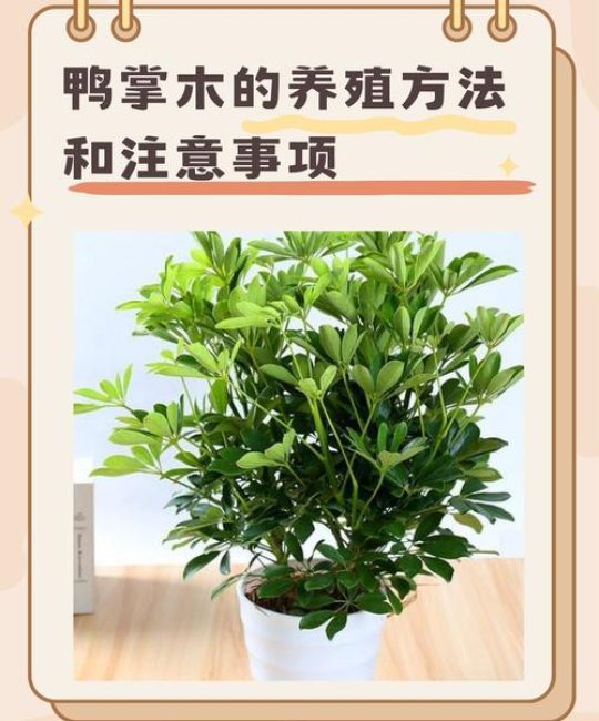 鸭脚木需要晒太阳吗？掌握光照需求，养出油亮好状态