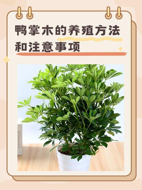 鸭脚木需要晒太阳吗?掌握光照需求,养出油亮好状态 一、鸭脚木的光照偏好:喜光但怕暴晒