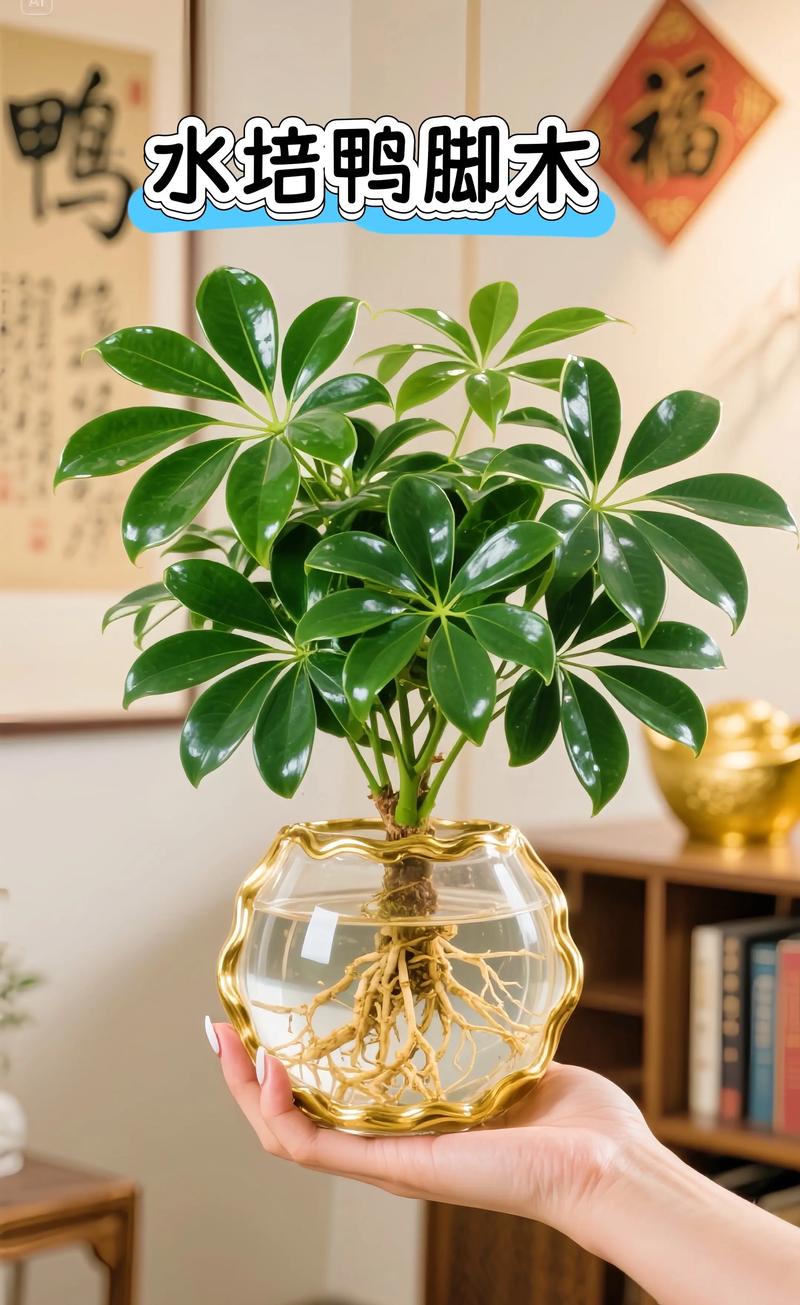 鸭脚木需要晒太阳吗?掌握光照需求,养出油亮好状态 三、不同季节的光照管理策略