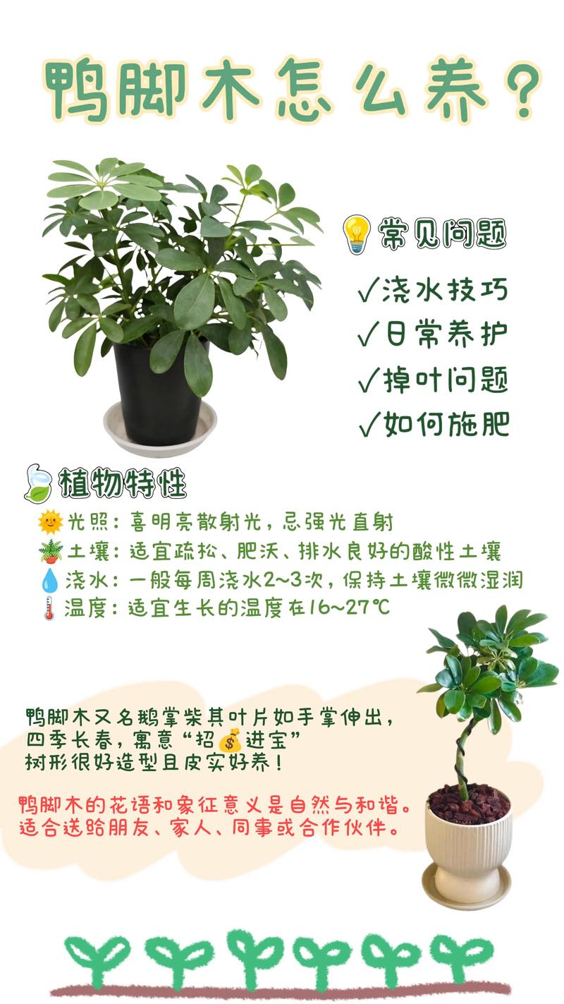 鸭脚木需要晒太阳吗?掌握光照需求,养出油亮好状态 二、光照不足 vs 光照过强的表现