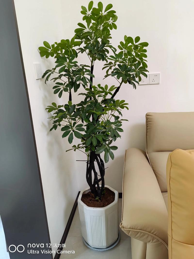 鸭脚木需要晒太阳吗?掌握光照需求,养出油亮好状态 四、鸭脚木的摆放位置推荐
