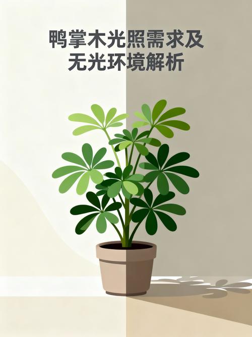 鸭脚木需要晒太阳吗?掌握光照需求,养出油亮好状态 总结:鸭脚木需要晒太阳,但需要“巧晒”