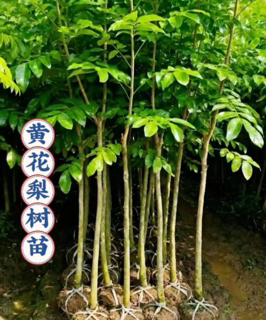 黄花梨树苗在山东可以种吗？全方位解析与种植指南