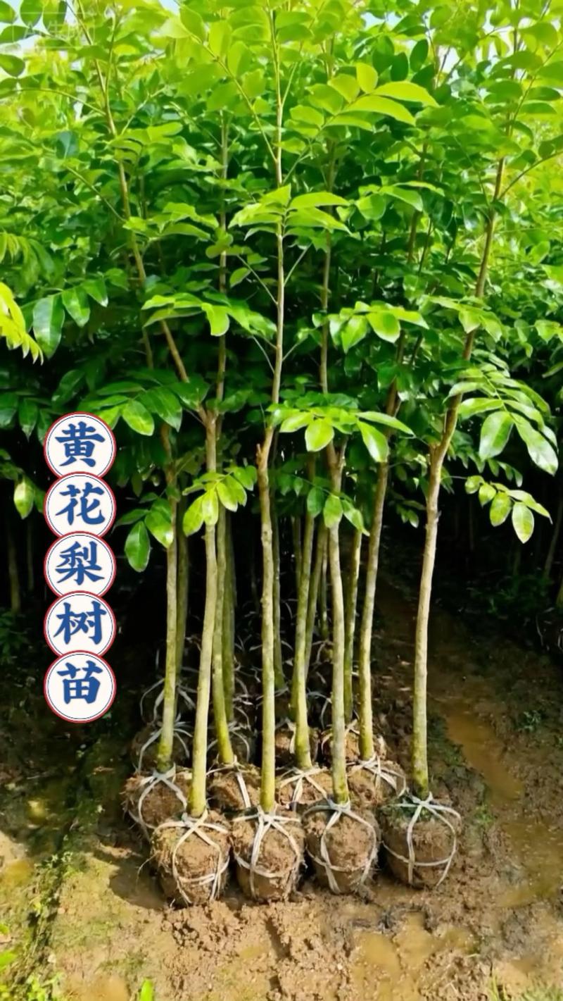 黄花梨树苗在山东可以种吗?全方位解析与种植指南 一、黄花梨生长习性速览