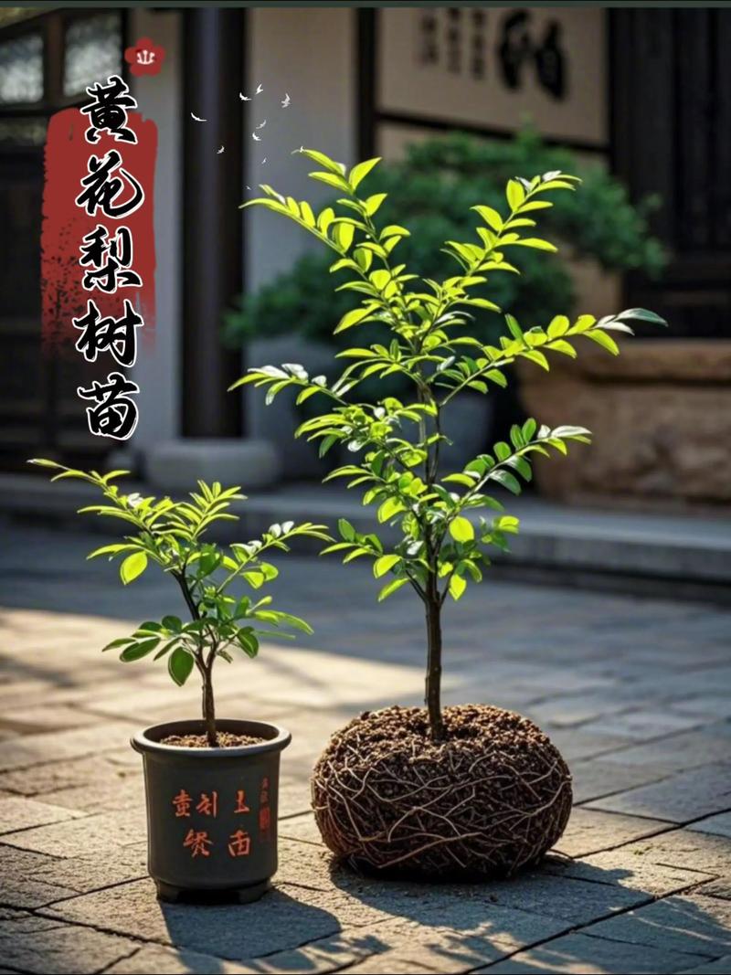 黄花梨树苗在山东可以种吗?全方位解析与种植指南 三、山东种植可行性分场景判断