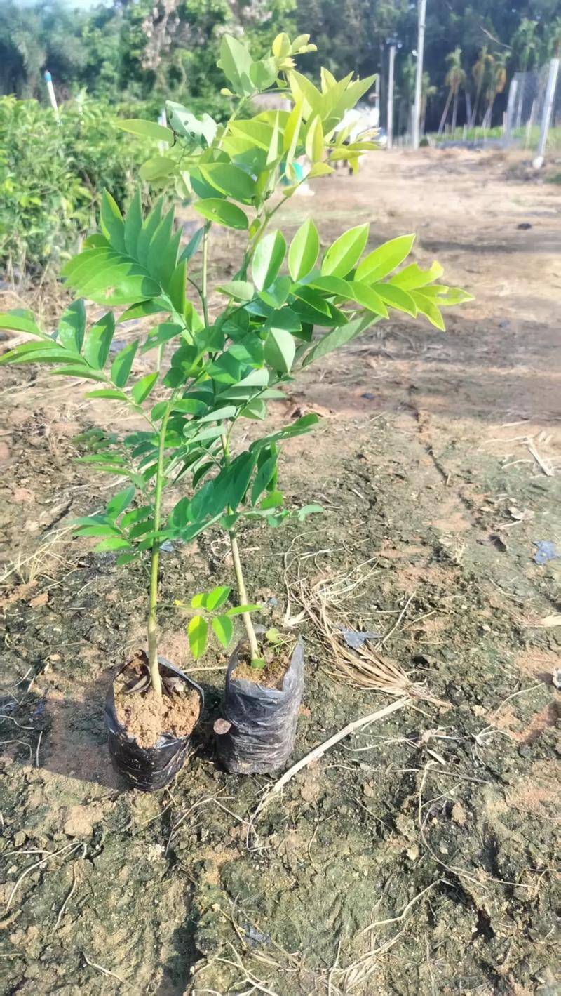 黄花梨树苗在山东可以种吗?全方位解析与种植指南 四、山东种植的差异化养护建议(针对盆栽/大棚)