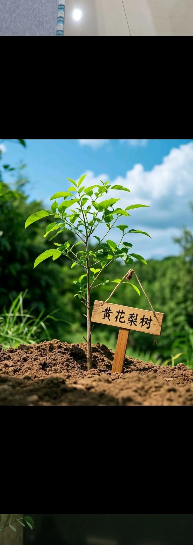 黄花梨树苗在山东可以种吗?全方位解析与种植指南 五、常见错误与补救
