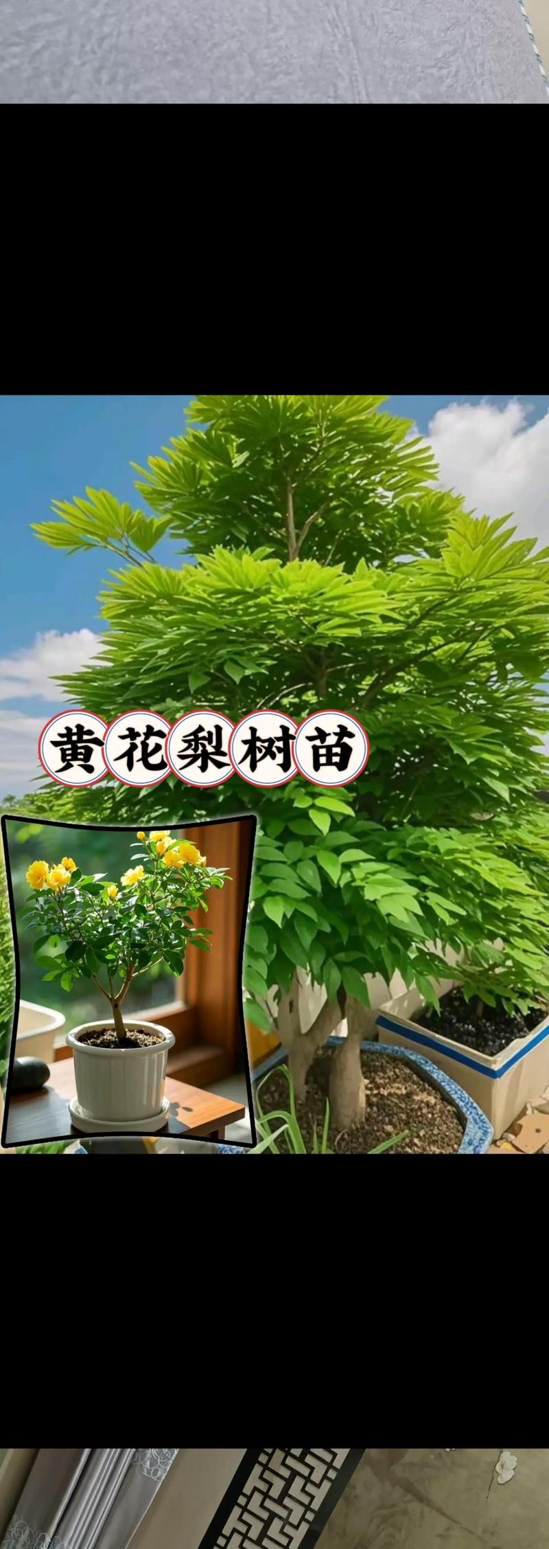 黄花梨树苗在山东可以种吗?全方位解析与种植指南 六、结论与建议