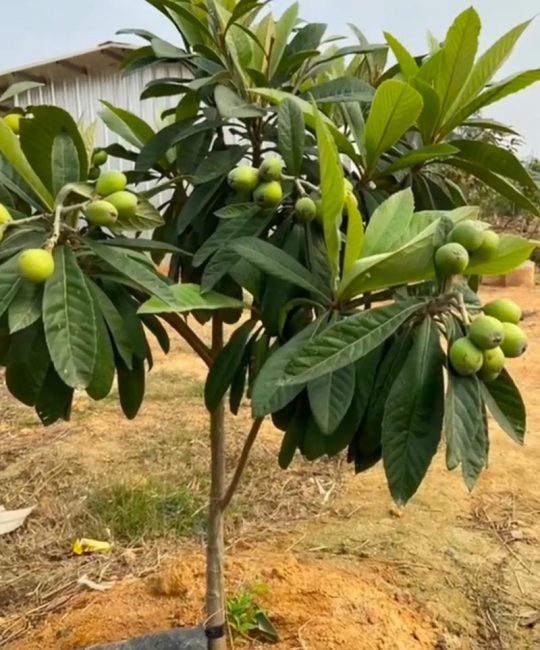 枇杷在山东可以种植吗？山东枇杷种植技术指南与防寒措施