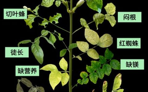 茉莉花叶子发黄干枯掉叶子怎么办？专家诊断与处理全攻略