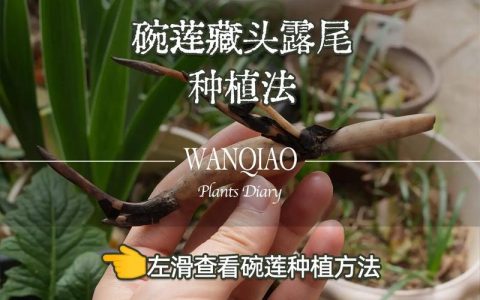 如何用荷花种子种荷花：从破壳到开花的完整操作指南