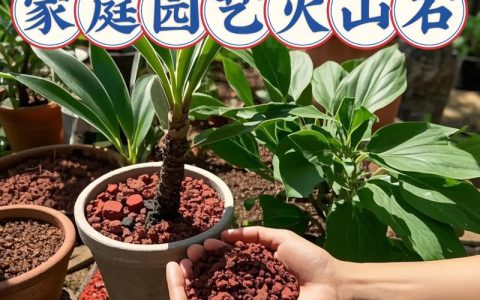 火山石可以种睡莲吗？可以，但操作不当很容易失败