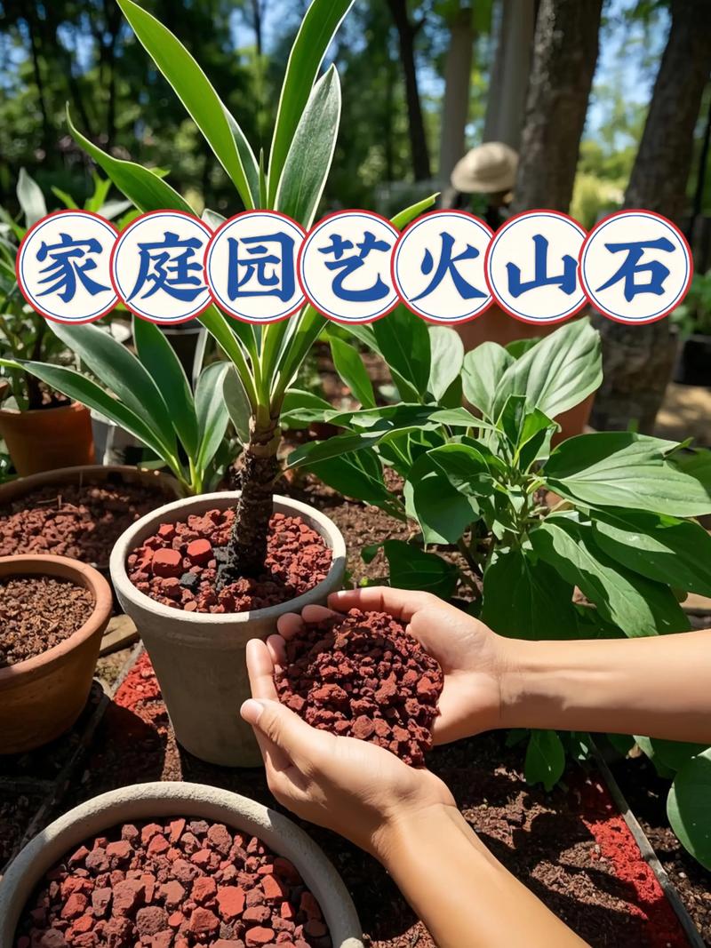 火山石可以种睡莲，但必须混合泥土