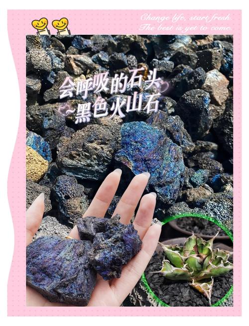 火山石种植睡莲的正确基质配比