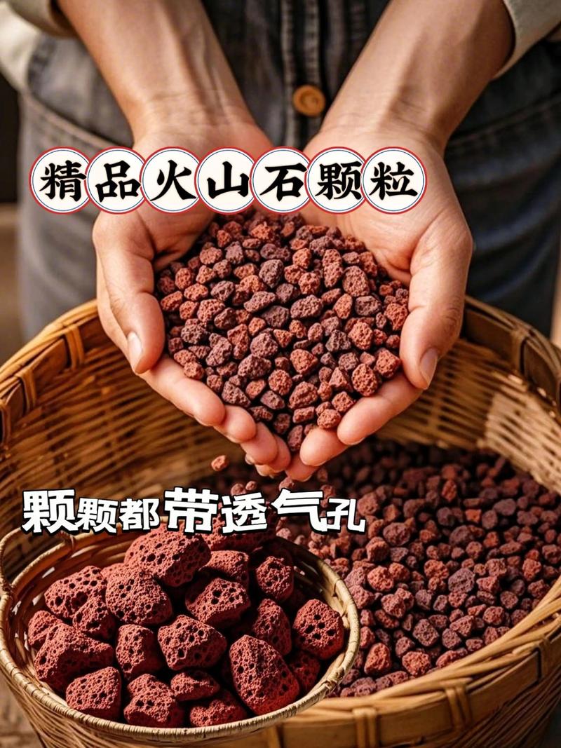 睡莲栽植深度控制（火山石混合基质适用）
