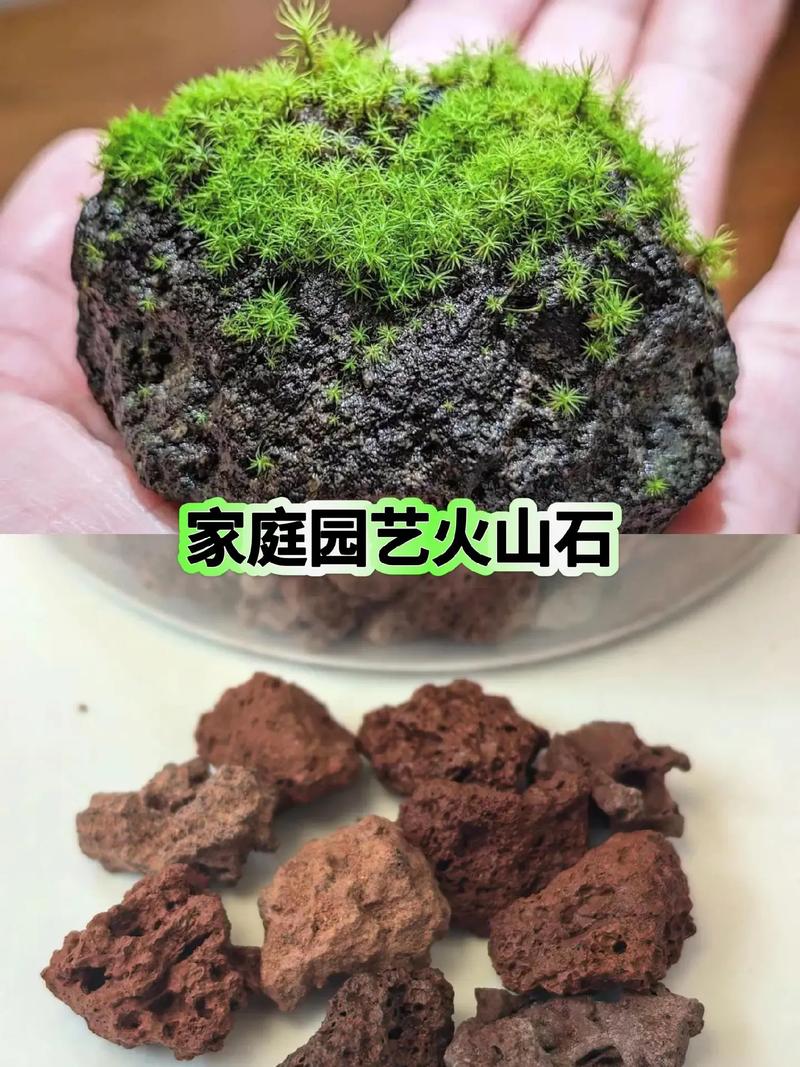 浇定根水（正确说是“定根加水”）实操