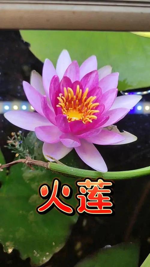 FAQ（常见问题）