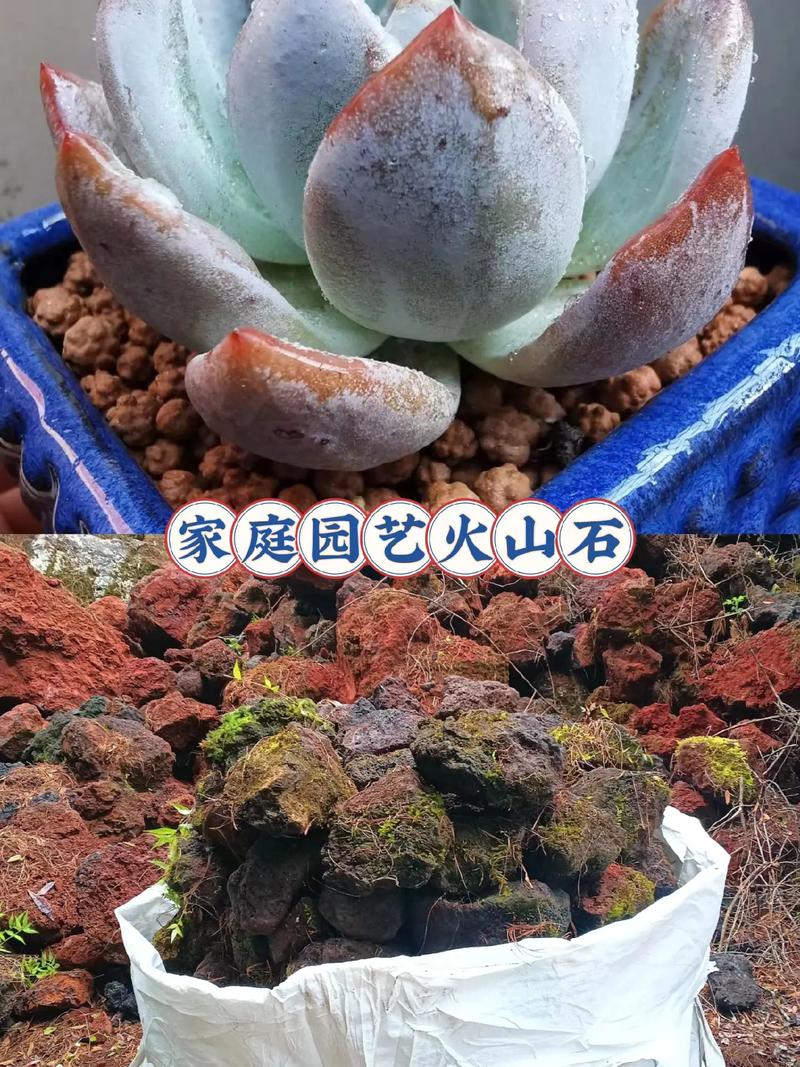 总结：火山石种睡莲的三大操作准则