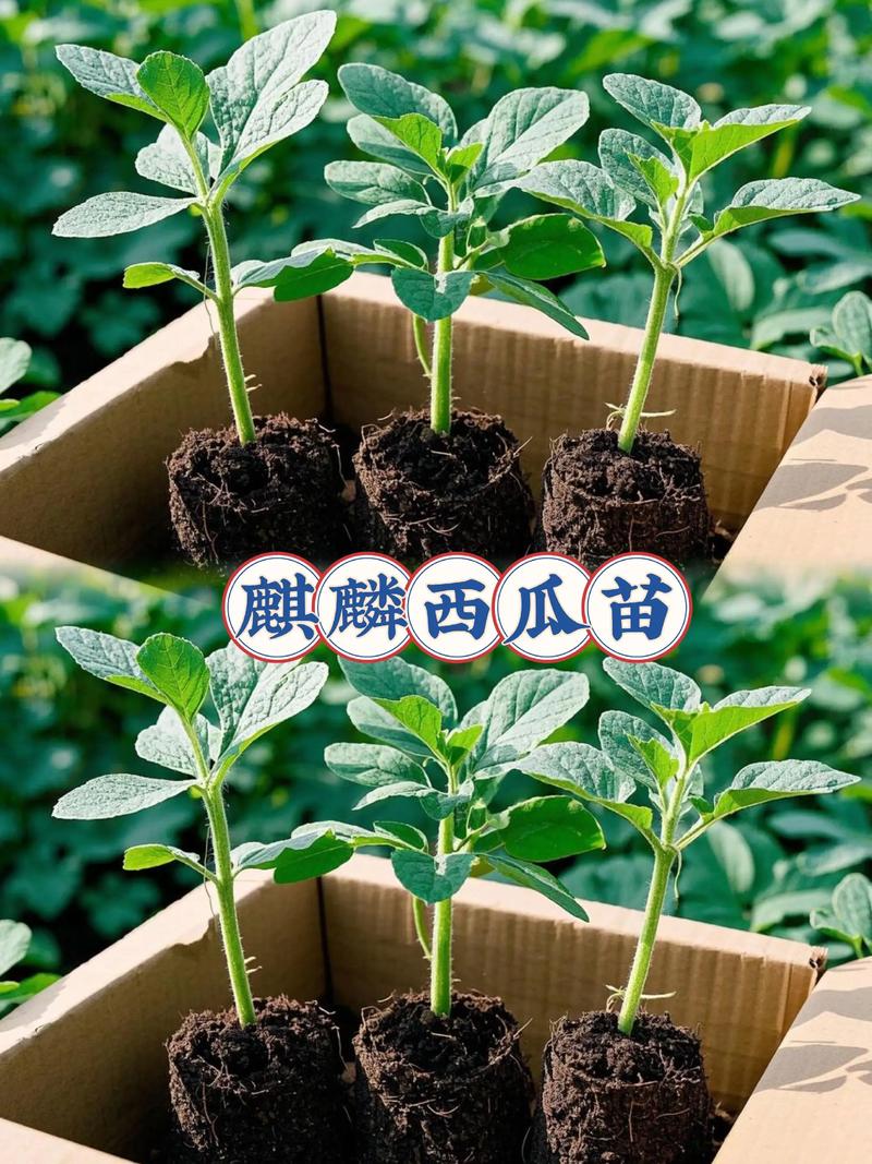 西瓜苗一株多少钱?2025年最新市场价格行情与购买指南 影响因素一:规格与品种(决定价格的主要因素)