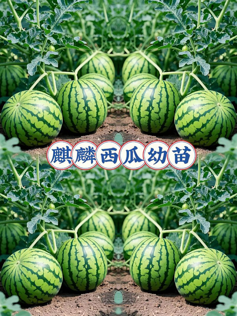 西瓜苗一株多少钱?2025年最新市场价格行情与购买指南 影响因素五:运输与物流