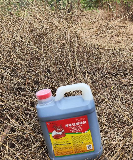 杨树苗地专用除草剂怎么选？专业除草方案与安全操作指南