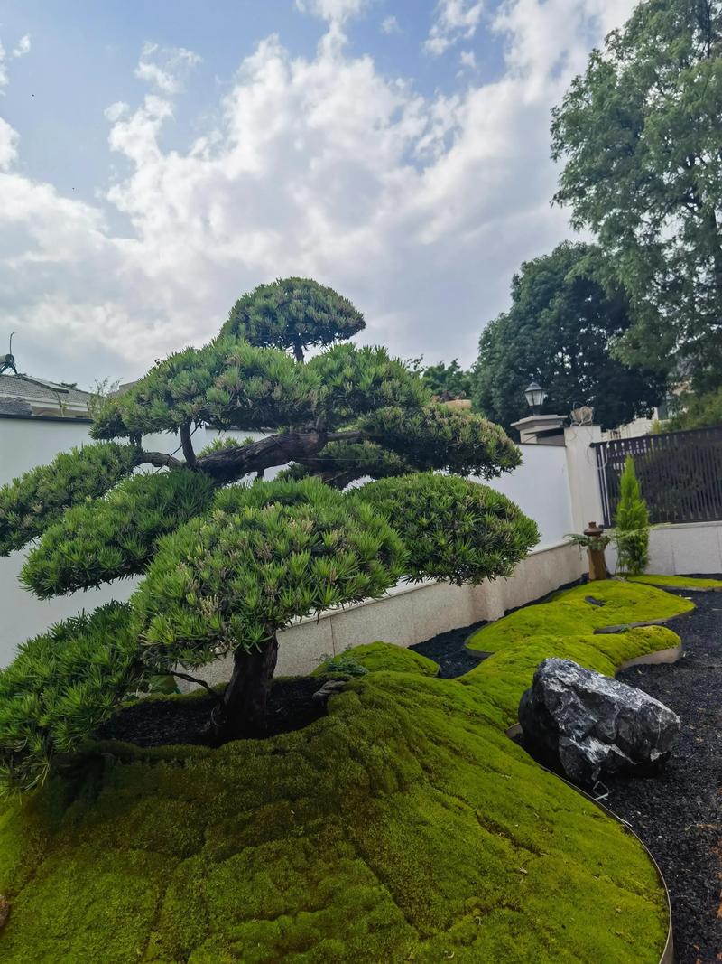 家后院栽什么树好?打造四季皆宜的私家花园绿洲 种植与养护三大要点