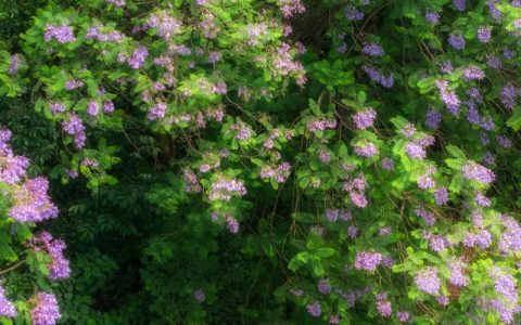 蓝花楹长什么样子？从叶形花色到果实特征一次看清