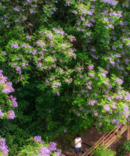 蓝花楹长什么样子？从叶形花色到果实特征一次看清
