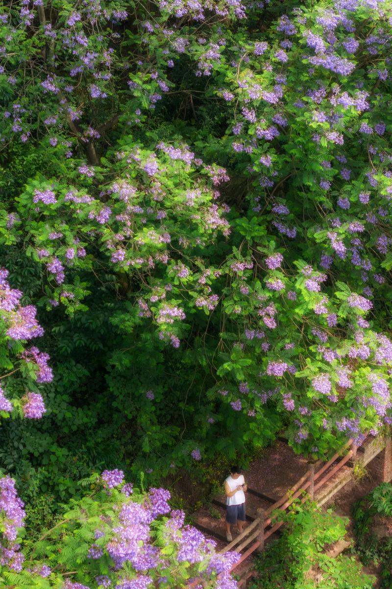 蓝花楹长什么样子?从叶形花色到果实特征一次看清 蓝花楹长什么样子?从叶形花色到果实特征一次看清
