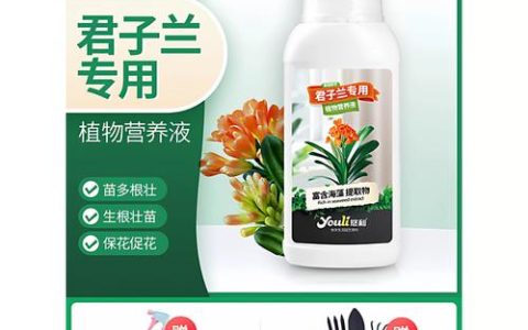 君子兰施肥用什么肥料？家庭养护全攻略