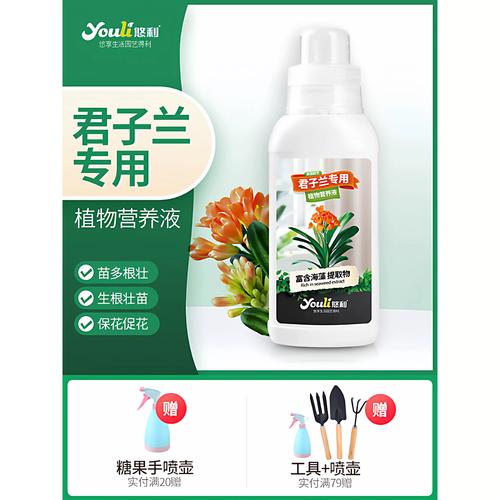 君子兰施肥用什么肥料?家庭养护全攻略 君子兰施肥用什么肥料?家庭养护全攻略