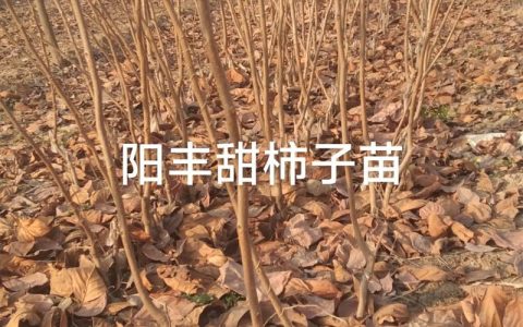 柿子树苗哪里买最靠谱？选购指南与种植要点
