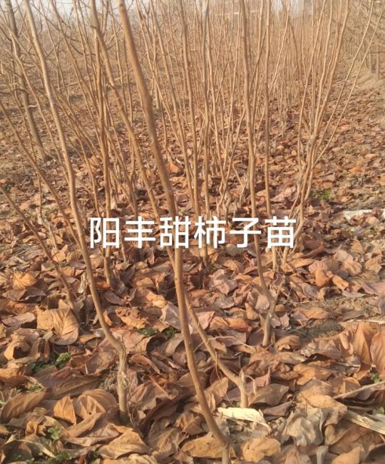柿子树苗哪里买最靠谱？选购指南与种植要点